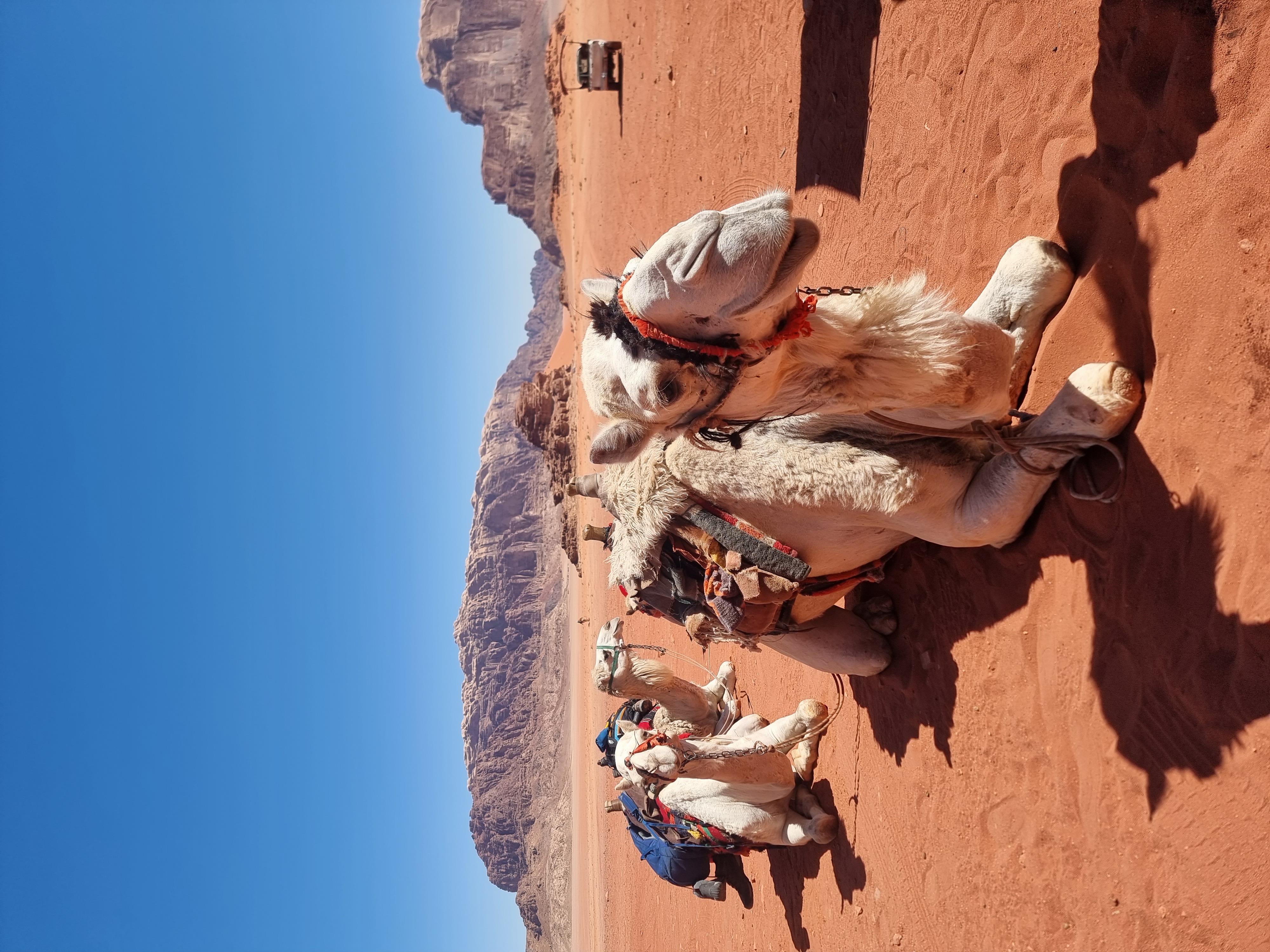Travel; Camel in Jordan